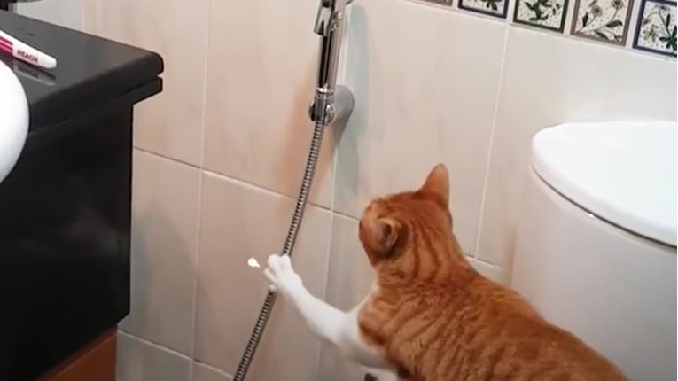 VIDEO Ova maca na nevjerojatne načine moli svog vlasnika da se igra s njom
